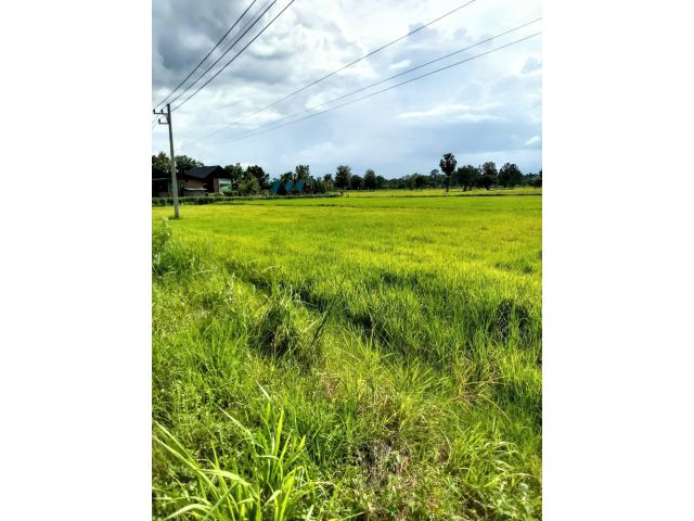 ที่นาติดถนนสายหลัก นางรอง-ปะคำ อ.นางรอง บุรีรัมย์