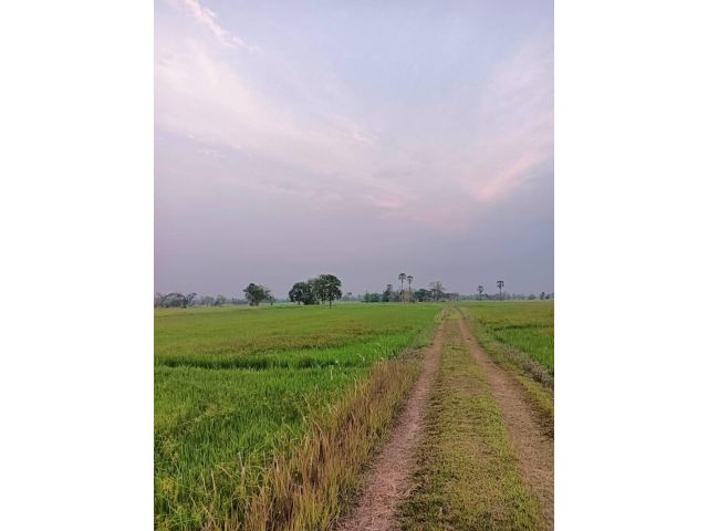 ขายที่นา บ้านกว้าง ยโสธร