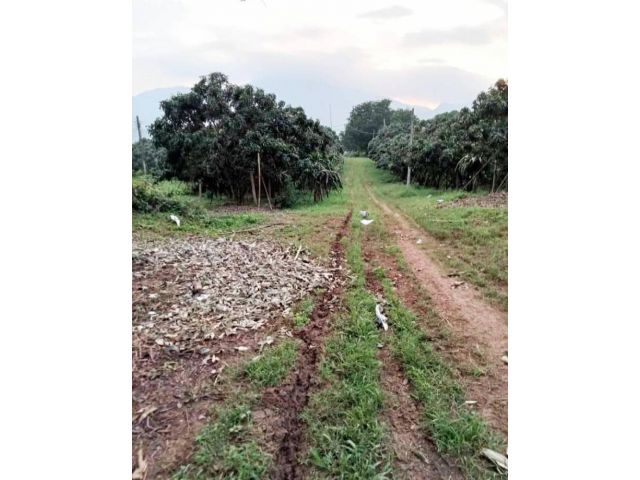 ให้เช่าสวนลำไย550ต้น พื้นที่ 40ไร่ โป่งน้ำร้อน จันทบุรี