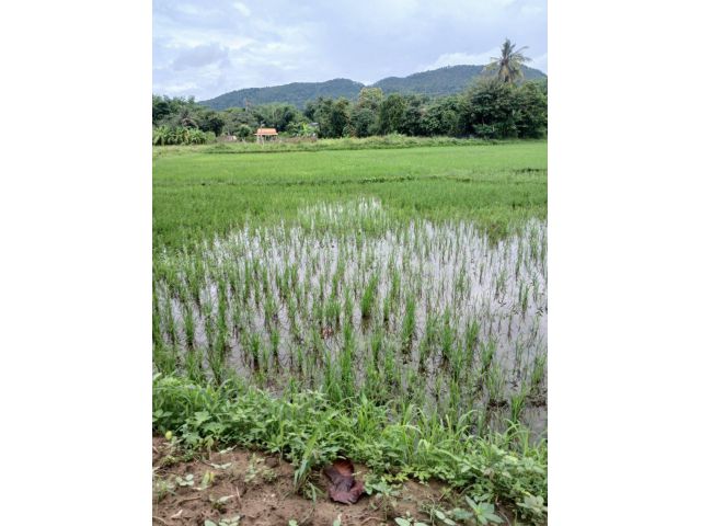 独家代理：杭东区หนองควาย(Nong Khwai)镇 – 180度全景山景稻田地块 我们荣幸地为您推荐一个珍贵的机会，在清迈杭东区หนองควาย(Nong Khwai)镇购置一块拥有180度全景山景的宽敞地块。此物业目前为一处风景如