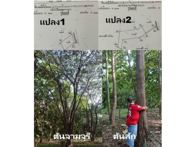 ขายที่ดินโฉนดขนาด  3  ไร่  3  งาน  98  ตารางวา  (รวมโอน)