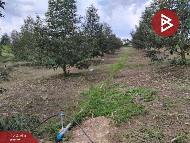 ขายที่ดินสวนทุเรียน พร้อมบ้าน 2 หลัง โป่งน้ำร้อน จันทบุรี