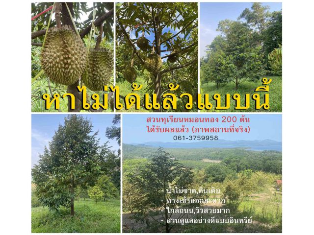สวนทุเรียน 200 ต้น ทุเรียน4-5ปี ได้รับผลแล้ว สวนสวยมาก หาไม่ได้แล้วครับ ใครมาเจอ โชคดีครับ
