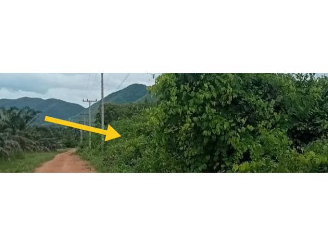 ขายที่ดินโฉนด 74 ไร่ บนเนิน และที่ดินแนวราบ ซีวิวเขาล้อมรอบ