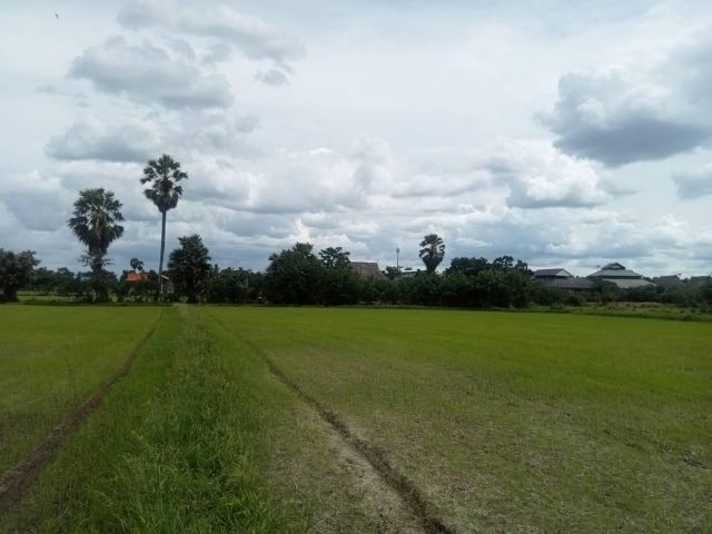 ขายที่ดินเปล่ากลางไร่ขายเท่าประเมิน เขาย้อย เพชรบุรี (ลงทุน+เกษตร)