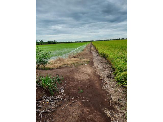 ขายที่ดิน 32 ไร่ ติดถนนสายลาดบ้วหลวง-บางเลน คลองพระยาบรรลือ ใกล้โรงงานเบียร์สิงห์