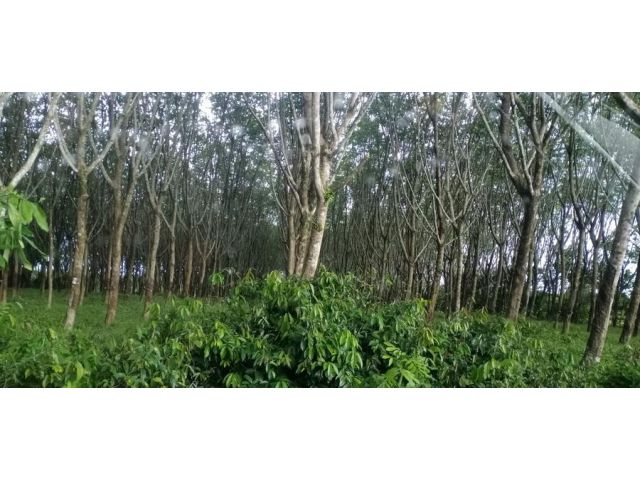 เสนอขายที่ดินสวนยางพาราเต็มแปลง ติดคลอง ติดถนนลาดยางเส้น 3448 ทับช้าง-เทพนิมิตร เนื้อที่ 20 ไร่กว่าๆ  ตำบลปะตง อำเภอสอยด