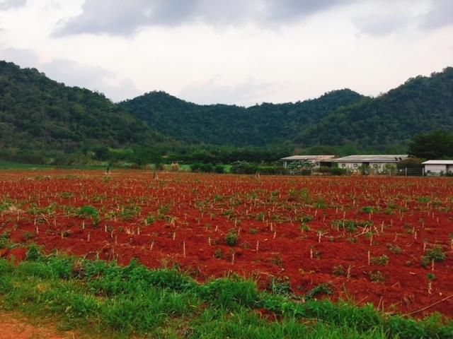 ขายที่ดินปากช่อง เขาใหญ่ 3 ไร่  ใกล้เขา อากาศเย็นตลอดทั้งปี ใกล้ชิดธรรมชาติ