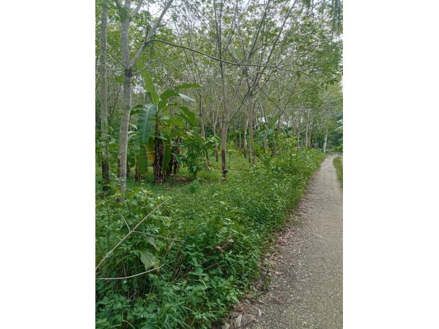 ขายสวนยางซอยท่าเปรง 5 ไร่ยางอายุ 10 ปีเปิดกรีดแล้ว