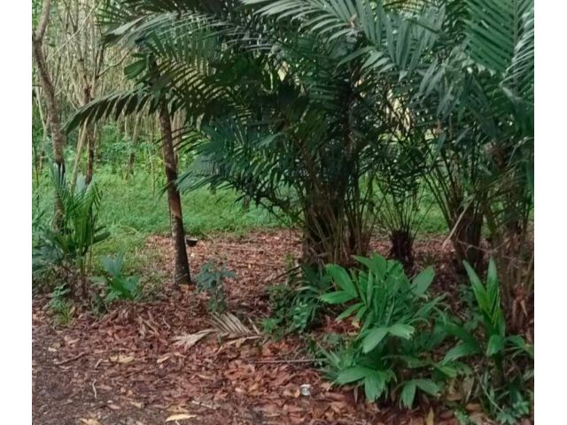 ขายสวนยางซอยท่าเปรง แถมสวนสละอินโดในเปลง