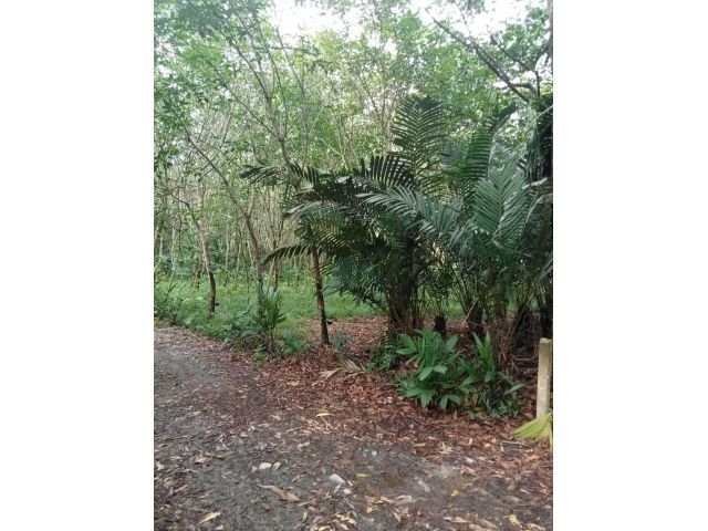 สวนยาง 3 ไร่ 1 งาน 57 ตารางวาขายด่วนๆๆ