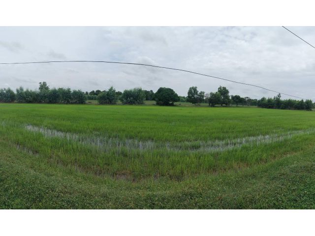 ขายที่นา 33 ไร่ สุวรรณภูมิ ร้อยเอ็ด เพียง 180,000 บ./ไร่
