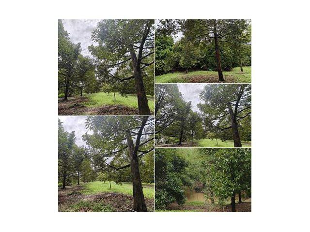 สวนทุเรียนโฉนด 6ไร่ น่าซื้อม๊ากๆๆๆๆ.... มะขาม จันทบุรu