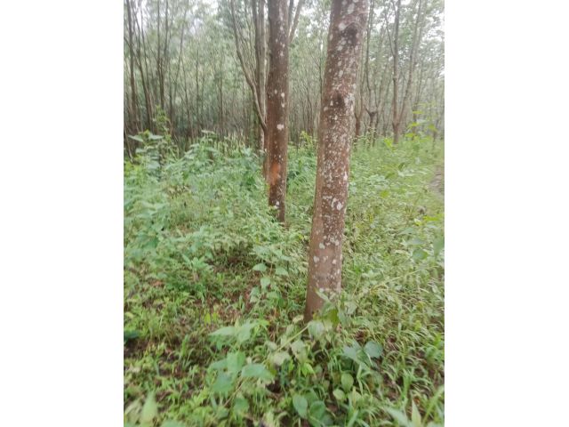 ขายสวนยาง 115 ไร่ ยางพร้อมกรีด อ.ภูหลวง จ.เลย