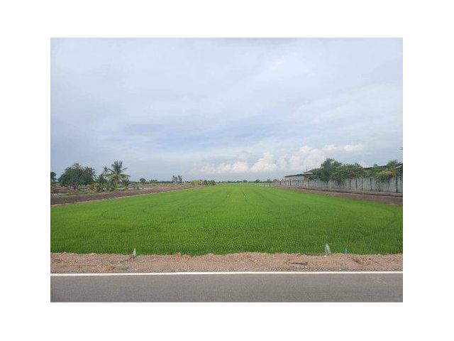 ขายที่ดิน 26 ไร่ ติดถนนสองด้าน ต.บัวปากท่า อ.บางเลน จ.นครปฐม