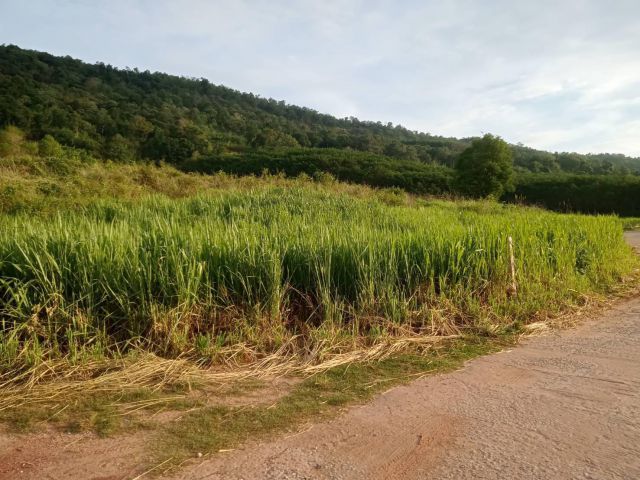 ที่สวยเชิงเขาอ.ภูเรือบรรยากาศดี ติดถนนคอนกรีต ไฟฟ้าผ่าน วิวเขารอบทิศสวยมากเหมาะกับบ้านพักตากอากาศ