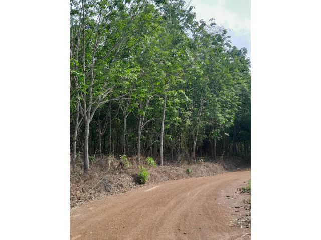 สวนยาง 26 ไร่อายุ 12 ปี อ.ภูเรือ 3500000