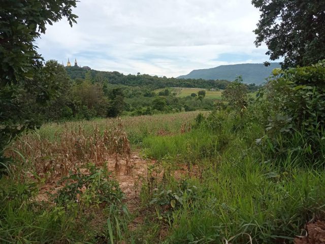 ที่ดิน 1 ไรเขตเทศบาลภูเรือ ติดถนนคอนกรีต ไฟฟ้าผ่านเหมาะกับบ้านพักตากอากาศ