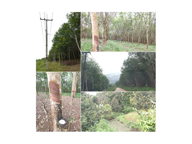 **เสนอขายสวนยางพร้อมกรีดโฉนด154 ไร่ ท่าใหม่ จันทบุรี**