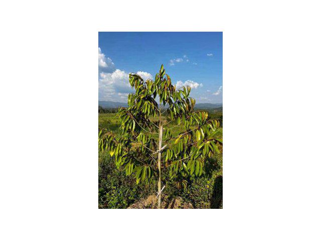 ขายสวนทุเรียน 59 ไร่ มีทุเรียน 1,500 ต้น ต.หินดาด อ.ทองผาภูมิ จ.กาญจนบุรี