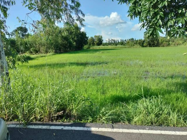 ขายที่ดินเกาะขนุน 1 ไร่ ติดถนนลาดยาง ใกล้ถนนสุวินทวงศ์ทล.319-2กม. อ.พนมสารคาม ฉะเชิงเทรา