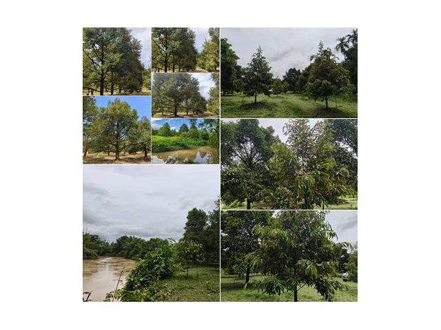 โฉนด 7 ไร่ 2 งาน ใกล้ตลาดนัดวังแซ้ม เซเว่น /ซีเจ