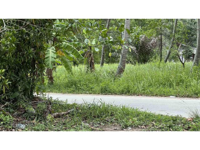 ขายที่ดินโฉนดทำเลทอง โซน Coconut Lane