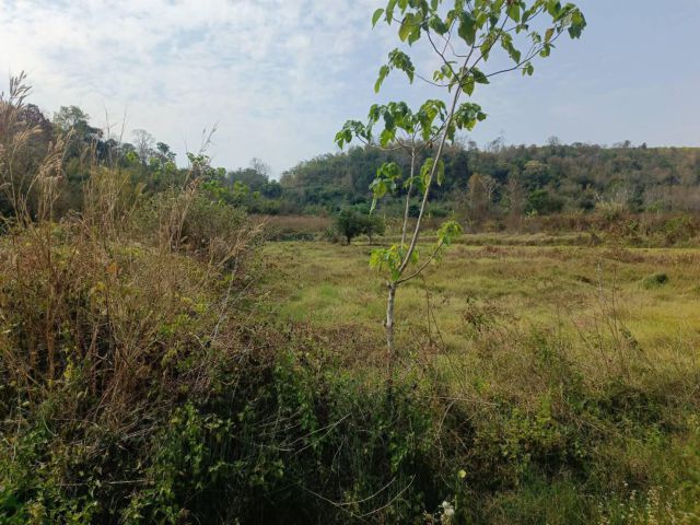 ที่ดินทำสวน 11 ไร่ๆละ990000 นส3ก อ.ภูเรือ ใกล้เขตเทศบาล