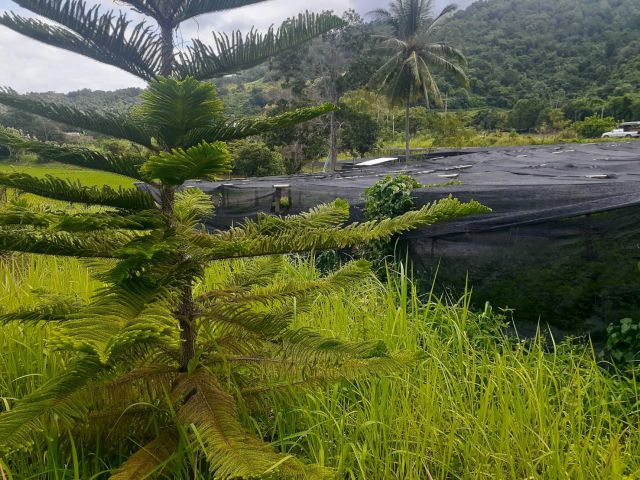 ที่ดิน 1 ไร่ อ.ภูเรือ ติดถนนลาดยางชนบทเหมาะกับบ้านพักตากอากาศ