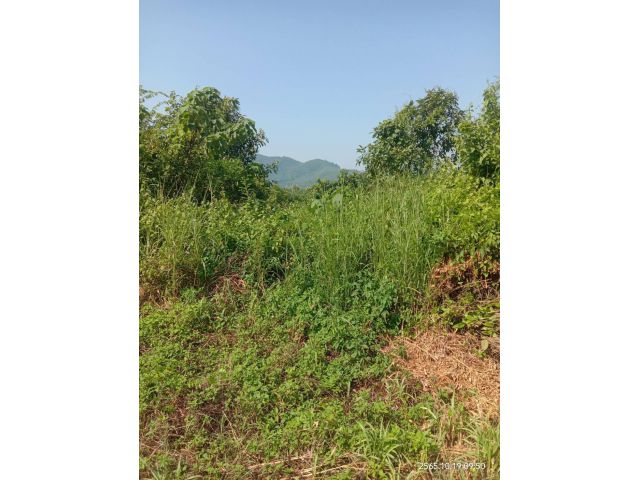 ที่ดิน10ไร่ติดแม่น้ำโขงเชียงคานโฉนด ไร่ละ1,200,000 ใกล้เชียงคานเหมาะกับธุรกิจ