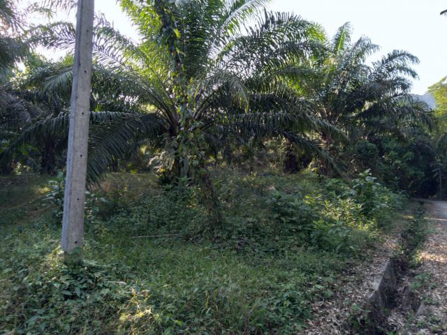 ขายสวนปาล์ม กะเปอร์ โฉนดทั้งแปลง