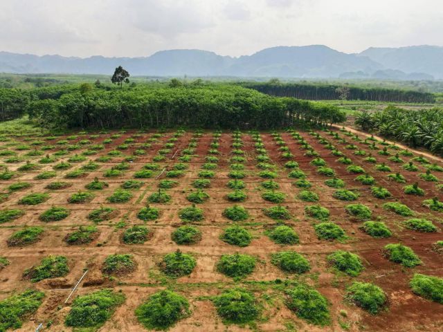 ขายสวนทุเรียน 59 ไร่ มีทุเรียน 1,500 ต้น ต.หินดาด อ.ทองผาภูมิ จ.กาญจนบุรี