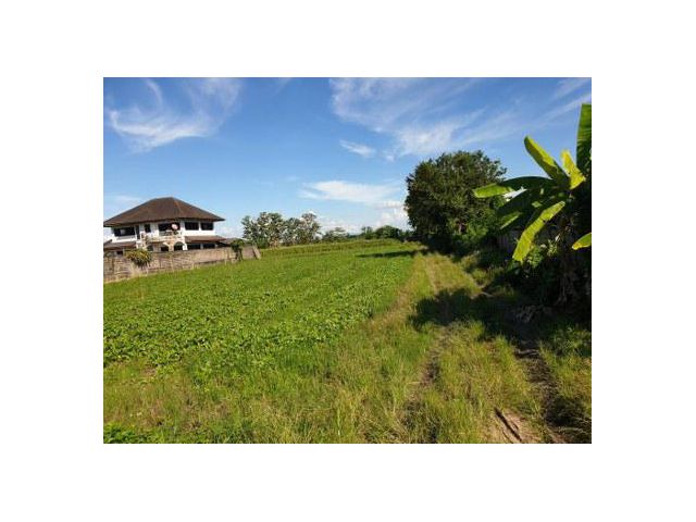 ขายที่ดิน ต.แม่ไร่ อ.แม่จัน จ.เชียงราย ขนาด 5-0-48 ไร่