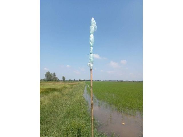 ขายที่นา 100 ไร่ ตำบลหมอนทอง อำเภอบางน้ำเปรี้ยว จังหวัดฉะเชิงเทรา