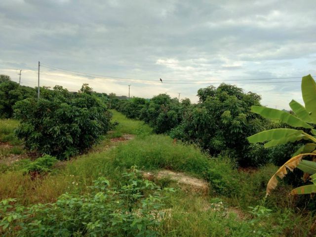 ขายที่ดิน ขนาด 4 ไร่ 18 ตร.วา (ติดถนน 3 ด้าน) อำเภอแม่วาง จ.เชียงใหม่