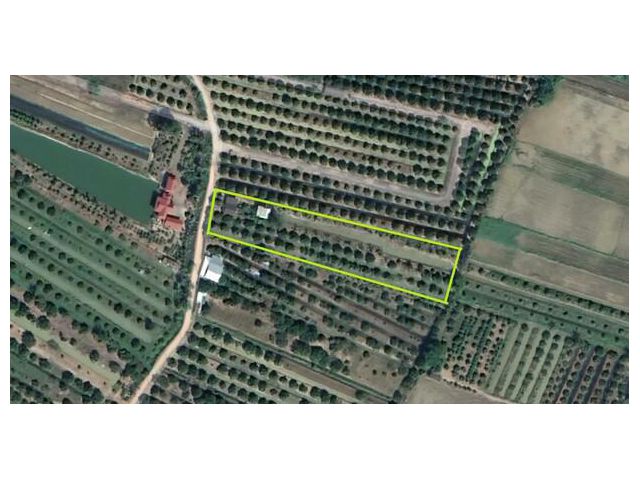 ขายบ้านและที่ดินในเมืองลำพูน เกษตรผสมผสาน ไฟ+น้ำมีครบ ฟรีโอนโปรปี68