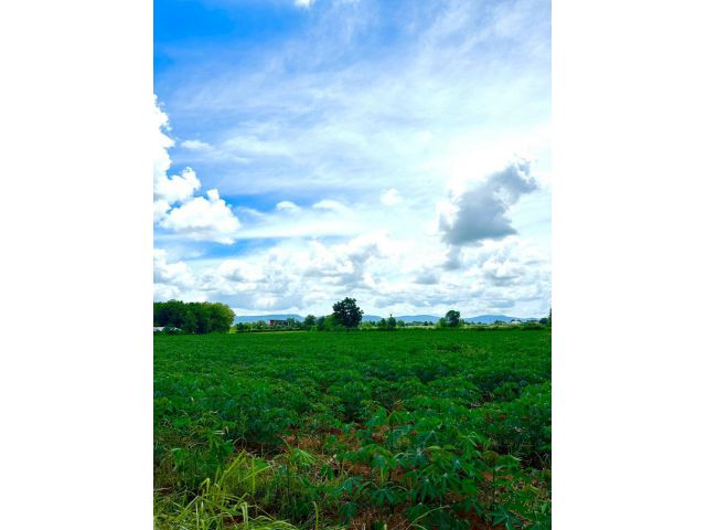 ที่ดินเปล่า 10 ไร่ วิวภูเขา ปากช่อง(เขาใหญ่) ใกล้ถนนใหญ่ น้ำ,ไฟพร้อม