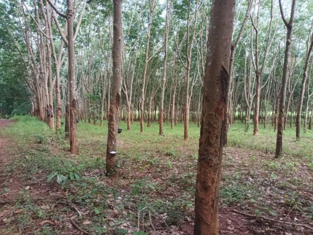 ขายสวนยาง 30 ไร่โฉนดสวยมาก ราคาเพียงไร่ละ220000