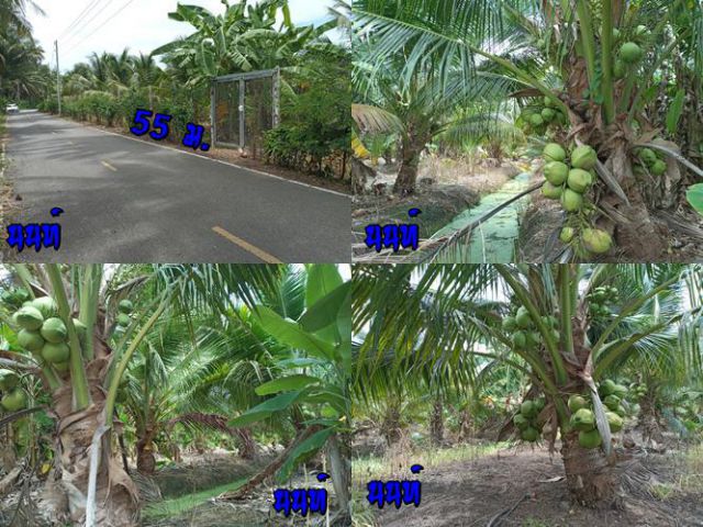 มะพร้าวน้ำหอม 5 ไร่ 81 ตรว. ขายยกแปลง 4,950,000 บาท