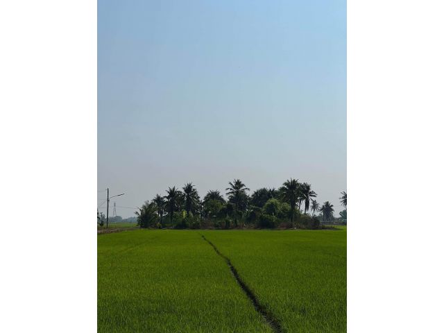 ขายที่ดินแปลงใหญ่ 59 ไร่ 2 งาน 27.2 ตารางวา ทำเลดี ต.บึงบอน อ.หนองเสือ จ.ปทุมธานี