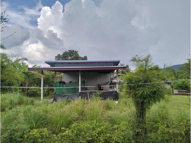 ขายบ้านพร้อมที่ดิน 2 งาน ต.ศรีสองรัก อ.เมืองเลย