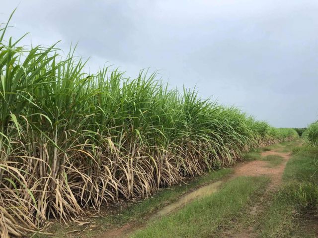 L570 ขายที่ดิน 160 ไร่ สอยดาว จันทบุรี