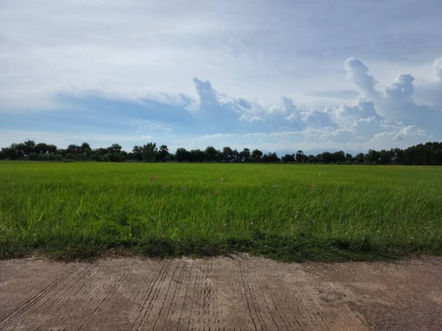 L575 ขายที่นา 31 ไร่ หน้ากว้าง 101 เมตร ราชสาส์น ฉะเชิงเทรา