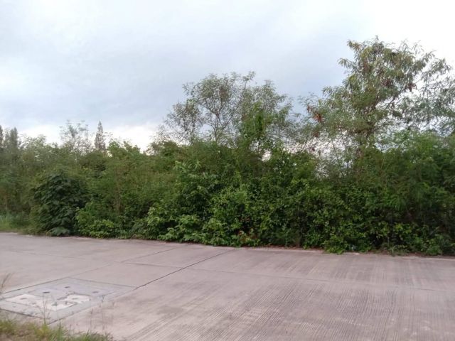 L614 ขายที่ดินใกล้ถนนศุขประยูร 4 ไร่ พนัสนิคม ชลบุรี