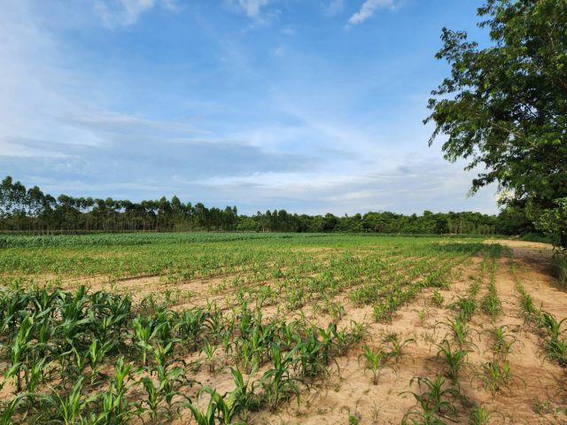 L622 ขายที่ดิน 59 ไร่ วัฒนานคร สระแก้ว