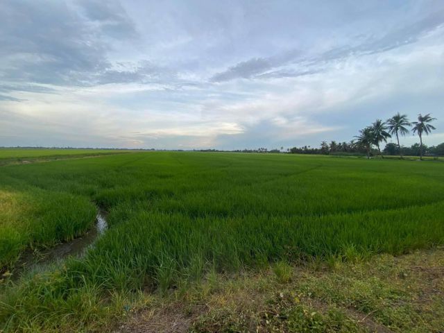 L625 ขายที่นา 55 ไร่ บางน้ำเปรี้ยว ฉะเชิงเทรา