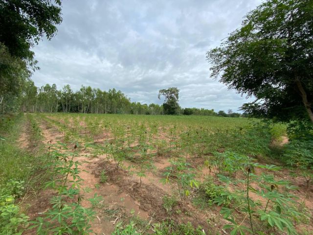 L638 ขายที่ดิน 5 ไร่ โนนไทย นครราชสีมา