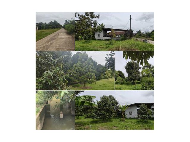 **Vายสวนสวย+บ้าน โฉนด 9 ไร่ วังแซ้ม น่าซื้อม๊ากๆๆๆ**