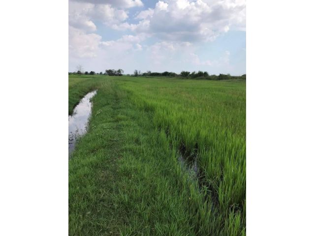 L648 ขายที่ดิน 4 ไร่ เมืองนครราชสีมา