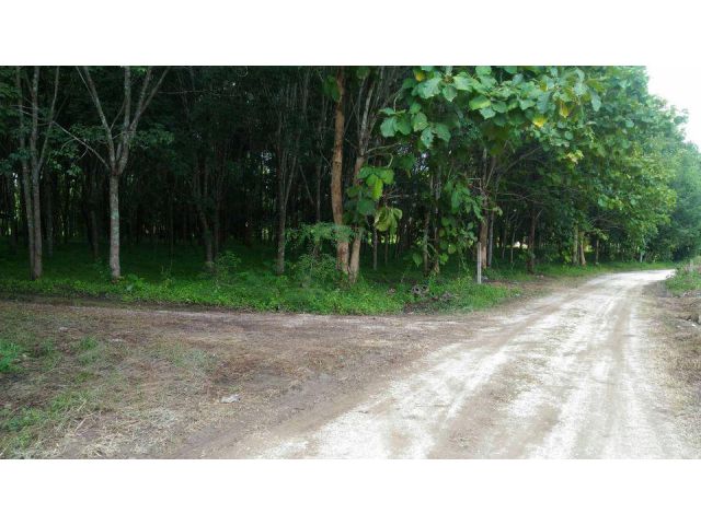 ขายที่ดินสวนยาง มีโฉนดติดถนนสองด้าน มีผลไม้แซมหลากหลาย